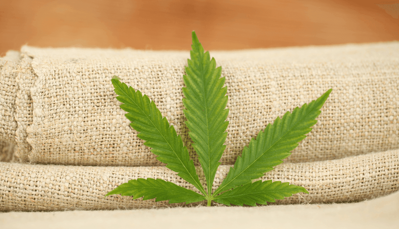 Cannabis Blatt vor beigem Tuch